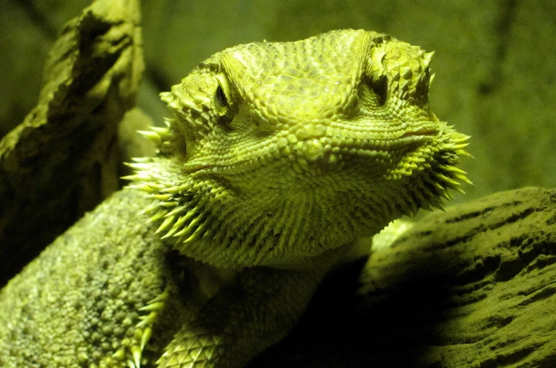 close up of an orange and yellow lizard