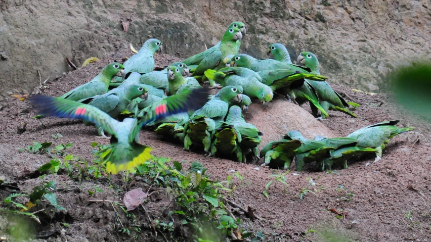 a flock of green birds gather around each other