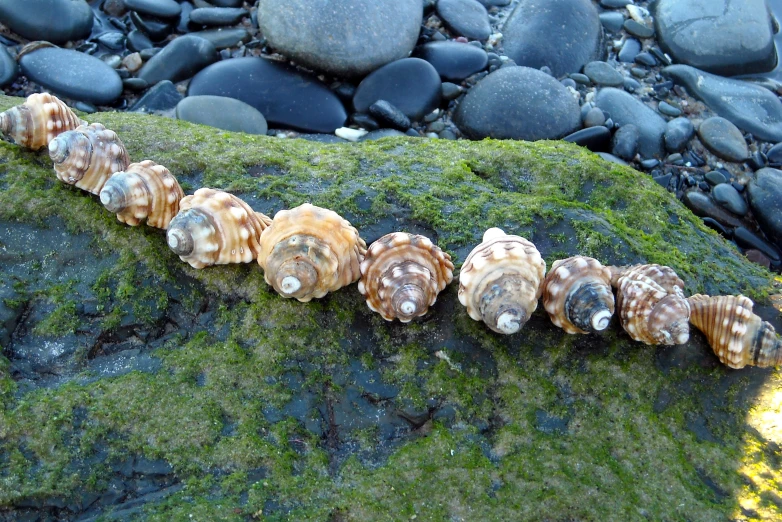 a long line of seashells sitting on the mossy rocks