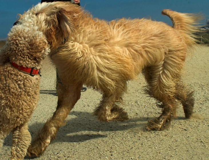 a gy dog is walking with another furry dog