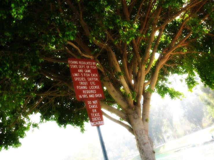 red sign attached to a tree in front of a sky background