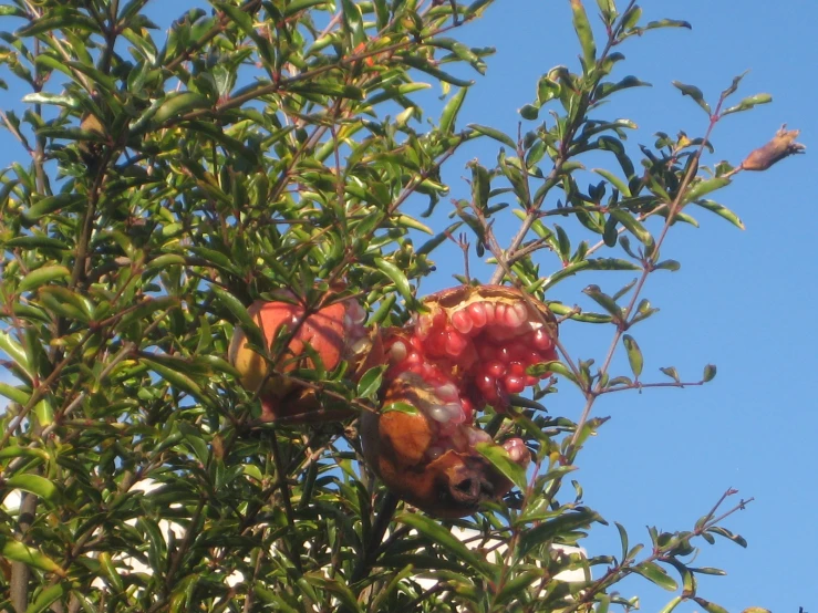 some fruit that is growing on some green leaves