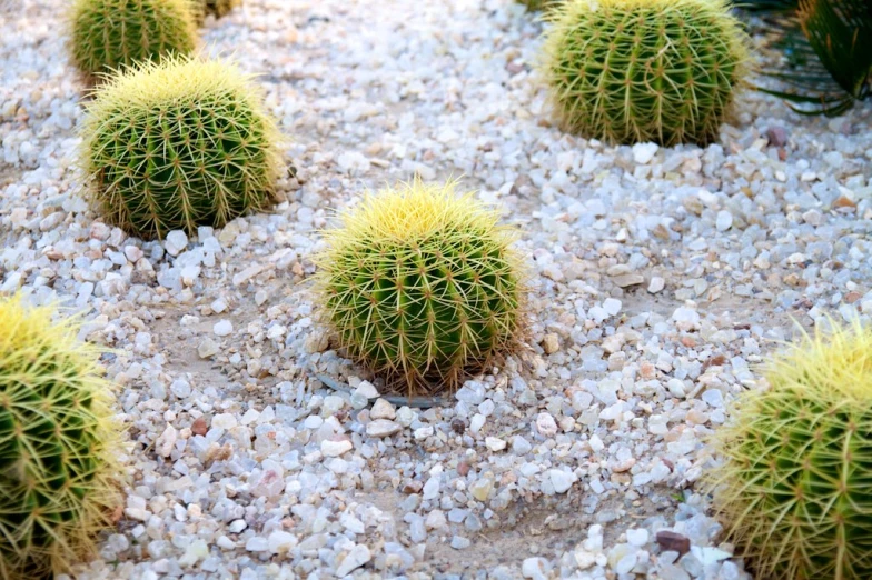 green cactus plant surrounded by tiny rocks and gravel