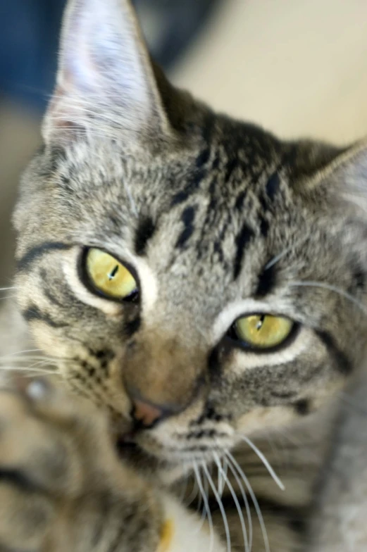 a cat that is sitting down looking at soing