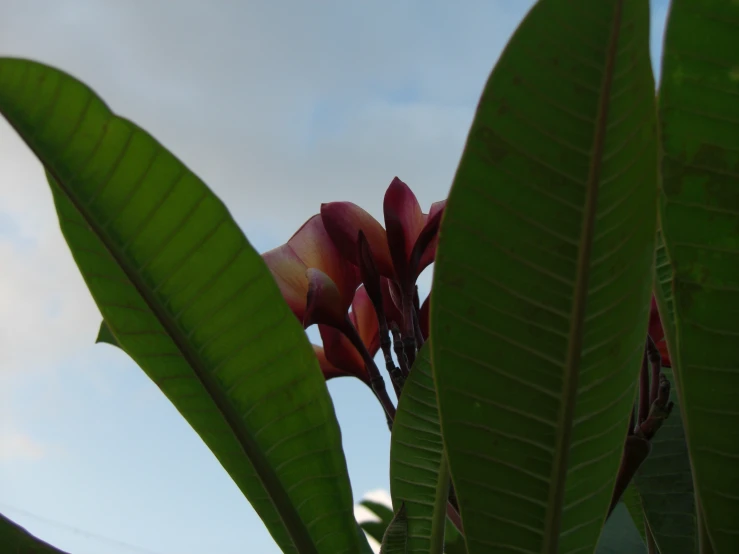 the pink flower is set to bloom in the sun