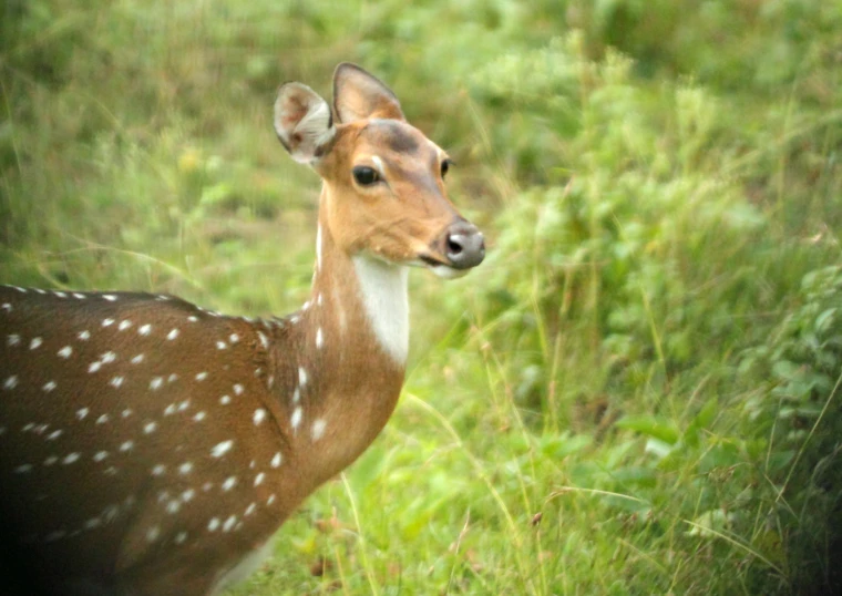 a young deer is standing in a field of tall grass