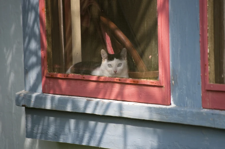 a black and white cat is looking out a window