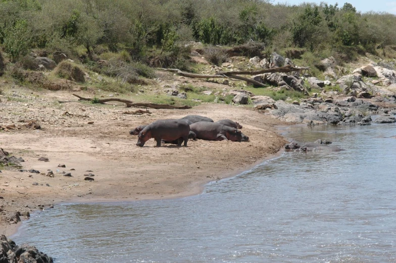 two hippos and their baby drinking water at a pond