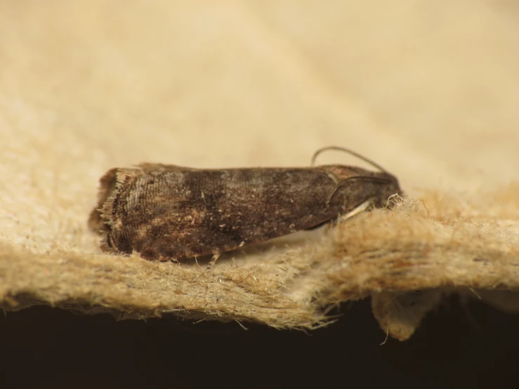 a large brown insect sitting on top of a piece of material