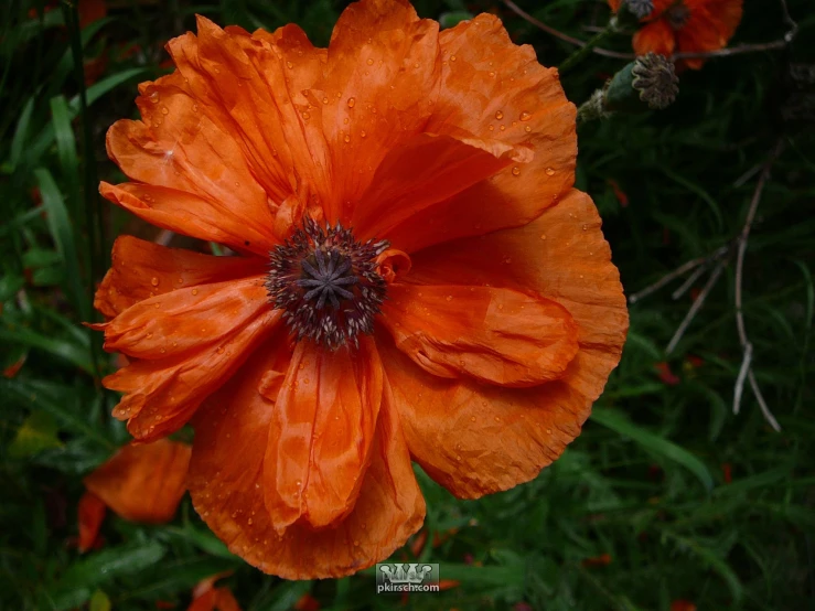 an orange flower that is in a bush