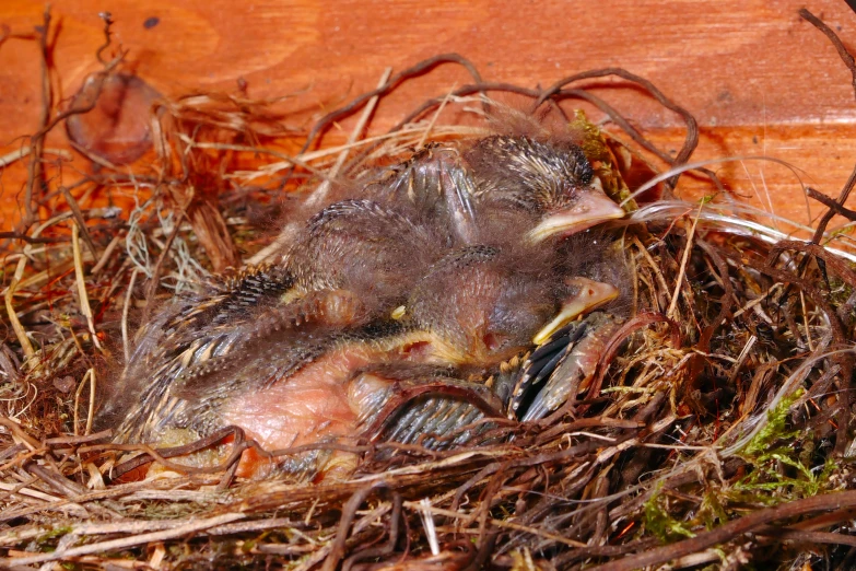 there is a baby bird curled up in a nest