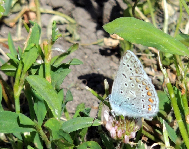 a small erfly is seen on the grass