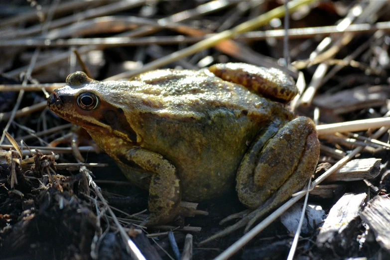 a green frog sitting on a bed of dirt