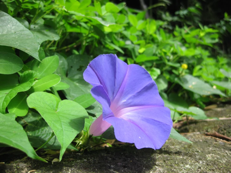 purple flower sitting on rock surrounded by green vegetation