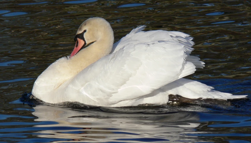 a white swan sits in the water with its beak open