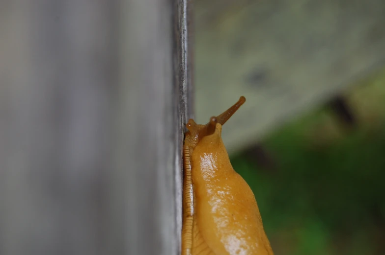 a yellow slug hanging on the side of a wall