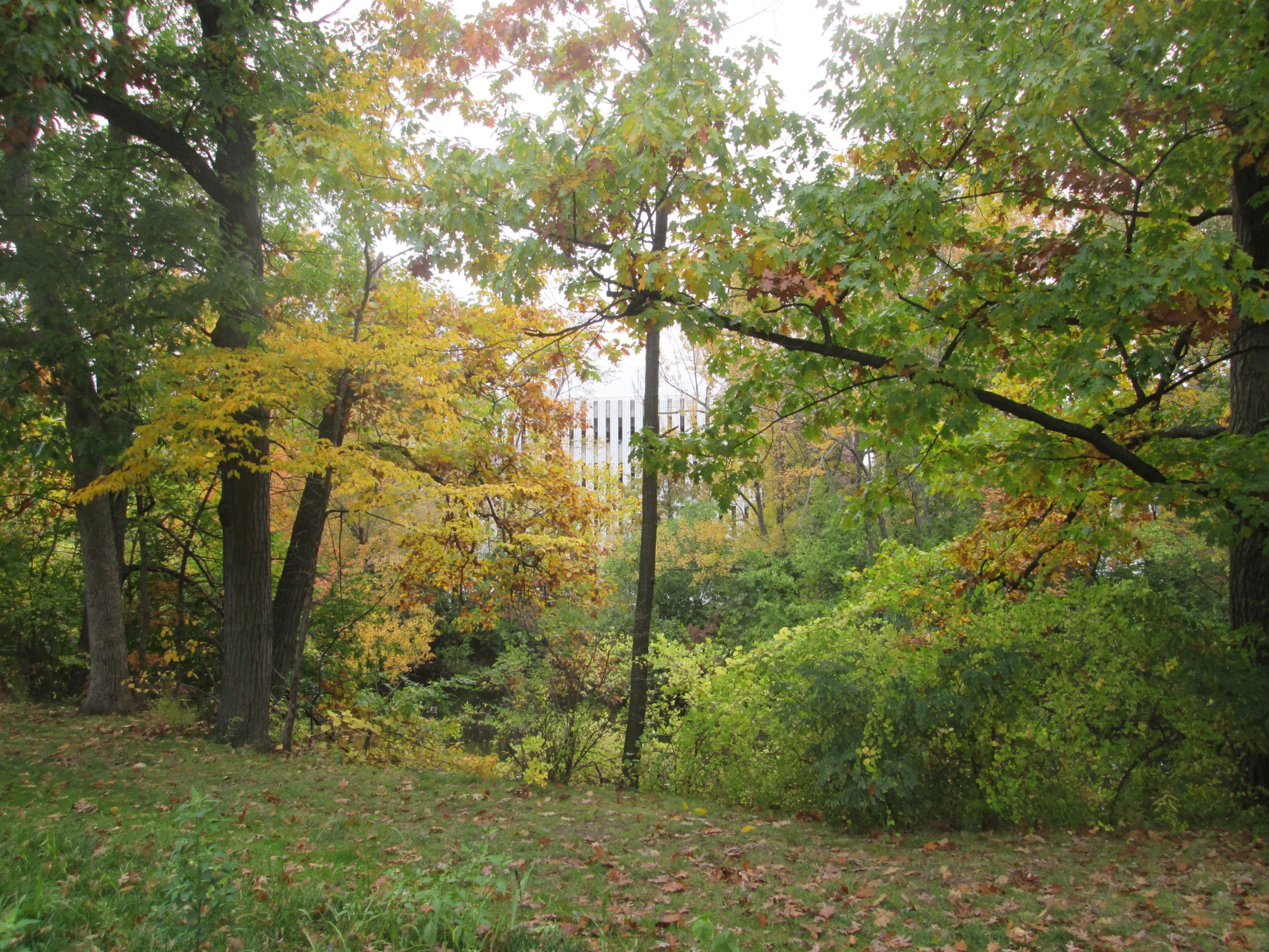 the woods with lots of green and yellow leaves