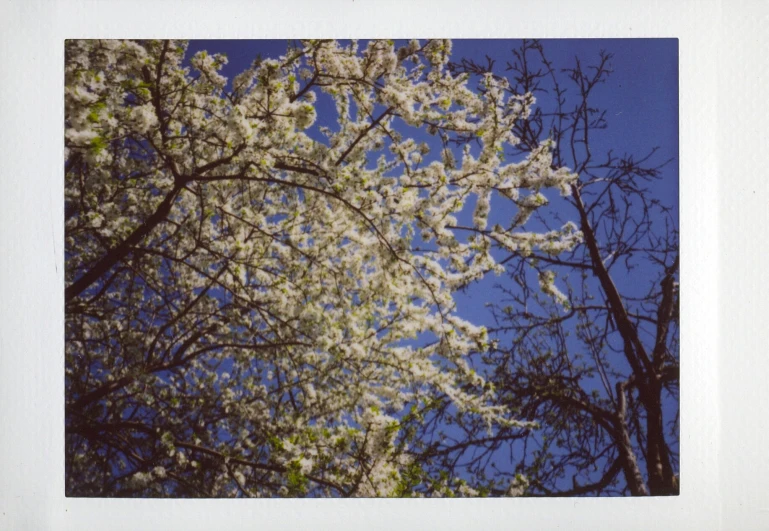 a couple of trees that have white flowers on it