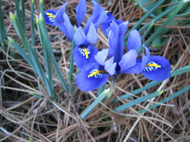 three purple flowers with yellow centers blooming on some grass