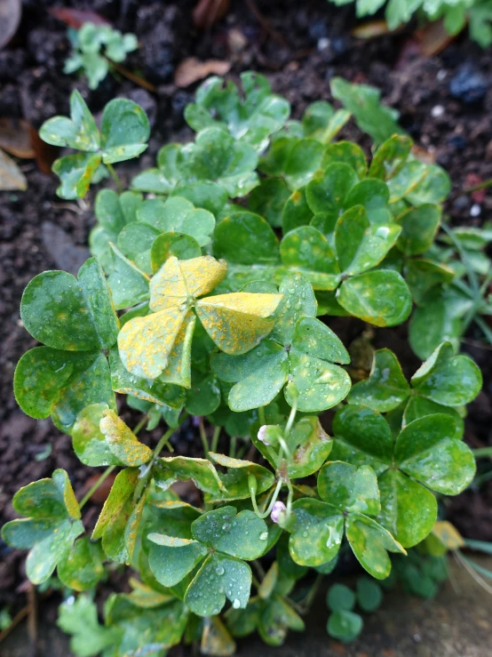 this plant has yellow flowers growing out of it