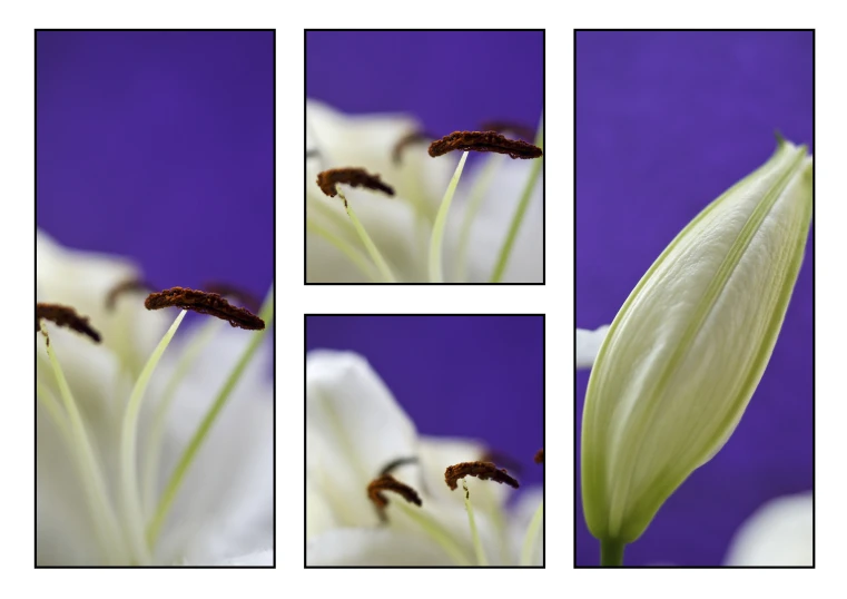 three pictures of different flowers with one big flower