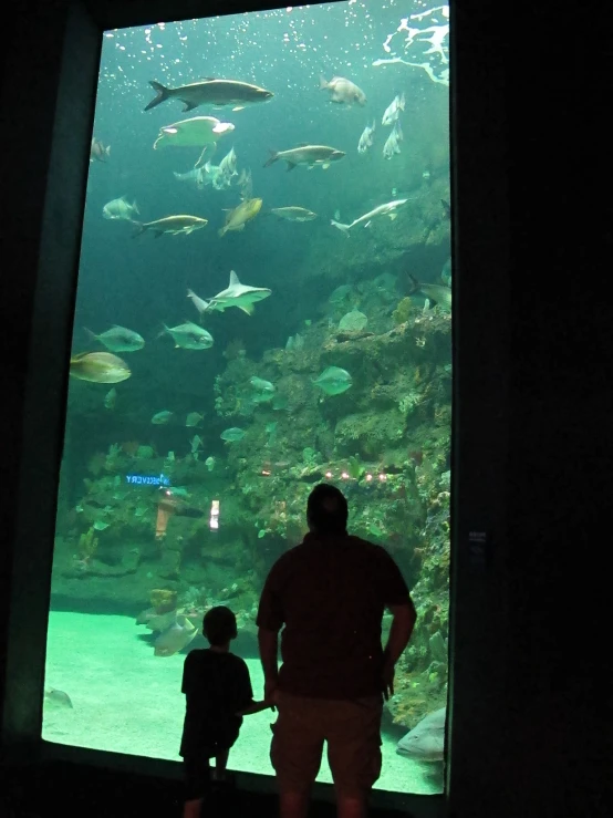 a man and child looking at fish in an aquarium