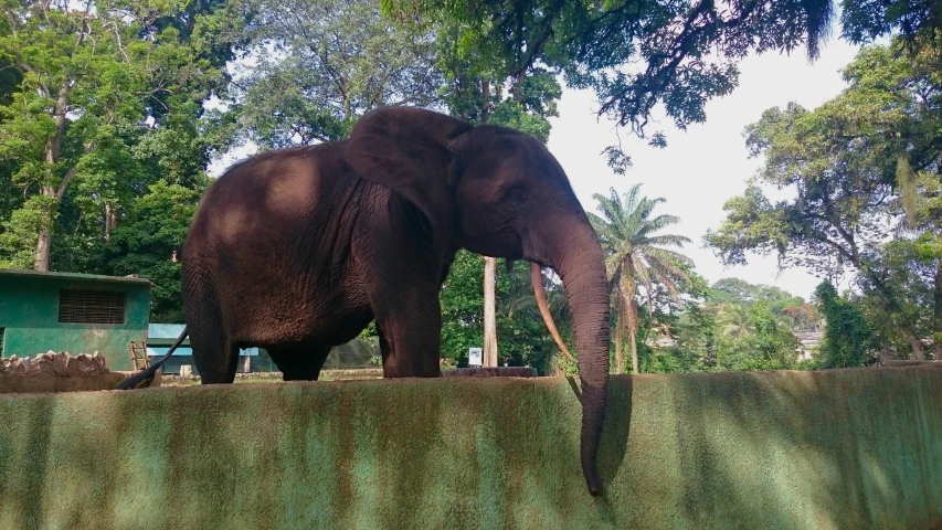 an elephant standing on top of a grass covered field