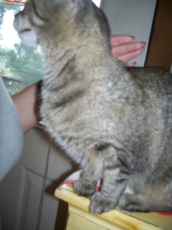 a woman holds up the arm of a cat as it sits on top of a yellow shelf