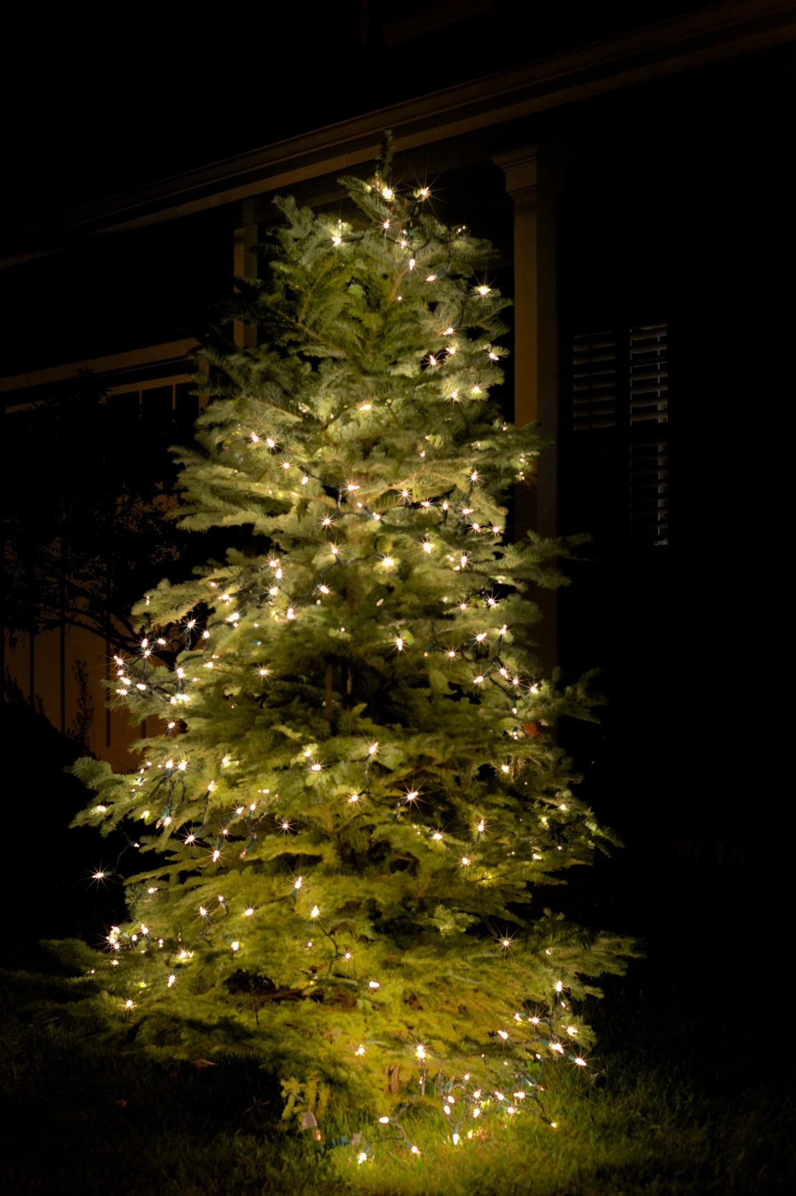 the small pine tree is lit up with white lights