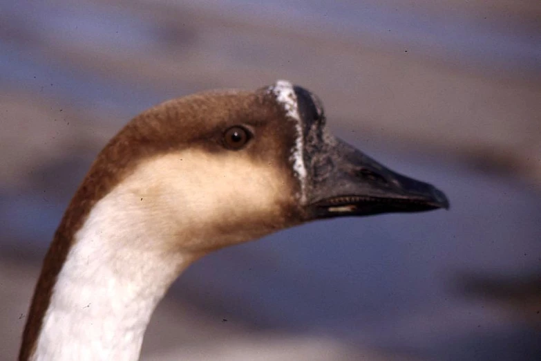 the duck has brown and white feathers with white patches on its head