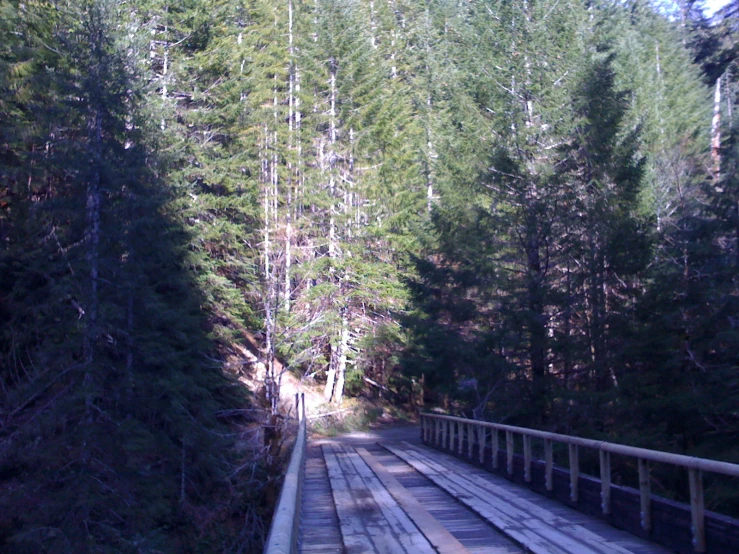 an old train track passes by some tall trees