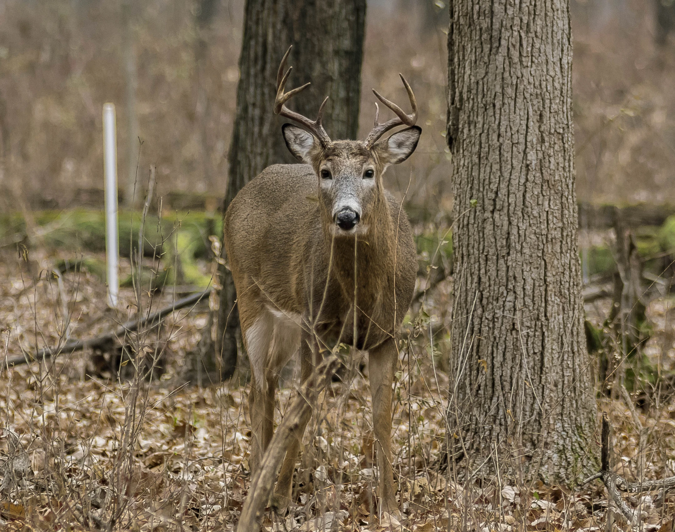 there is a deer in the woods near many trees