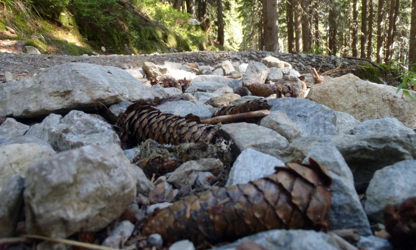 an image of rocks and rocks with a caterpillar