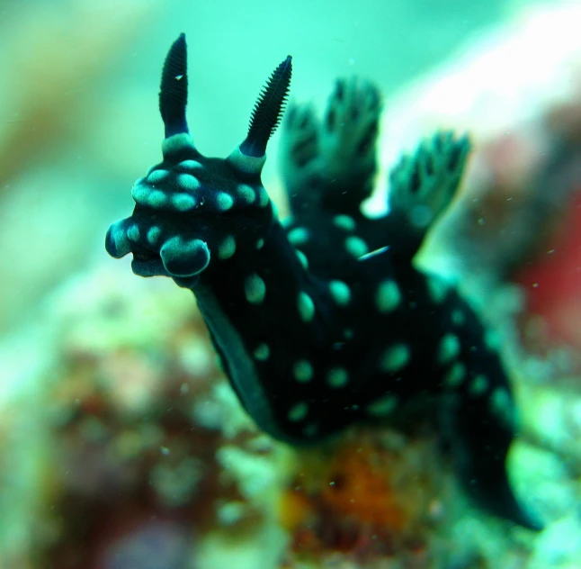 a small, black animal with white dots hanging upside down