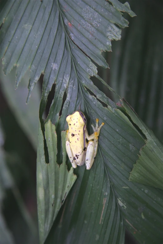 small yellow frog sitting on a large green leaf
