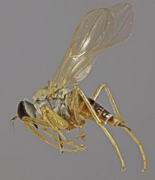 a flying insect with small antennae sits on the ground