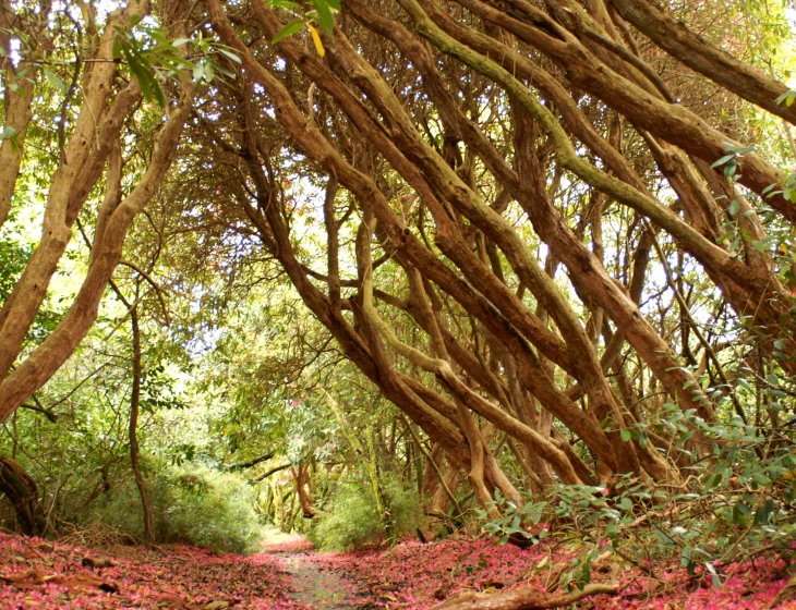 a dirt path in the woods surrounded by trees