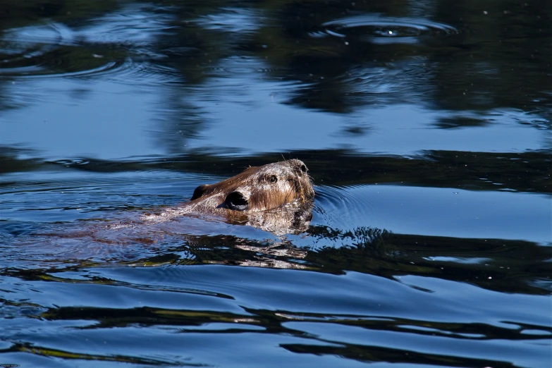 a large animal swimming in a body of water