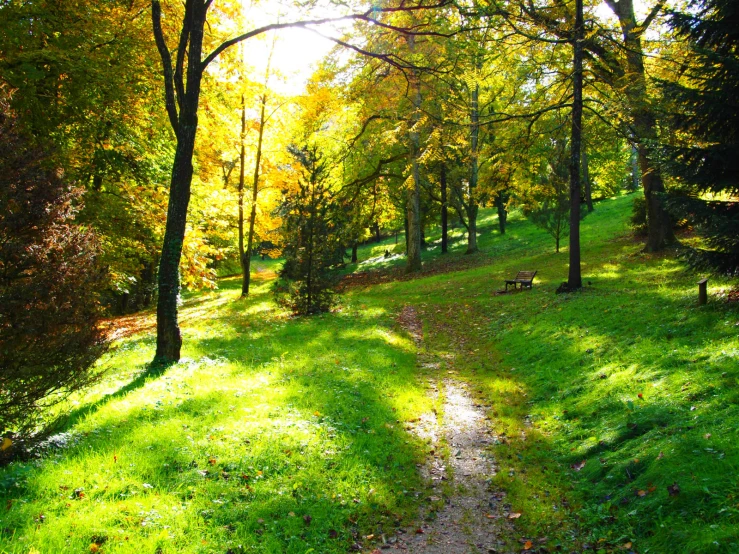 a forest with grass and trees, dirt trail through grass, and a lush green hillside