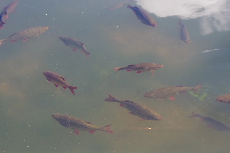 a group of fish swimming together in some water