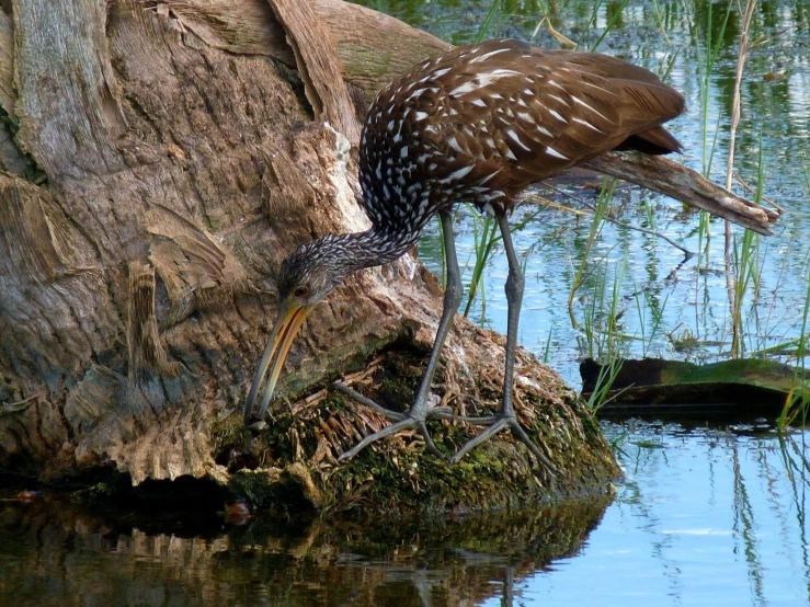 a bird standing next to a tree stump with it's legs crossed