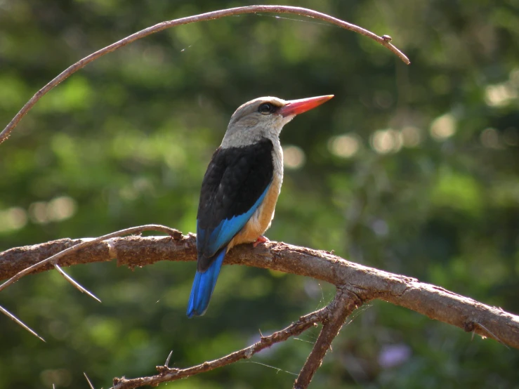 a small colorful bird perched on a tree nch