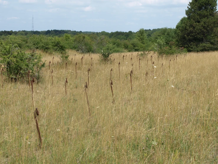 a ze standing in the middle of an empty field