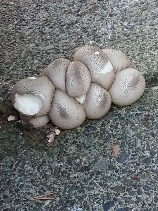 a close up of a group of mushrooms on the ground