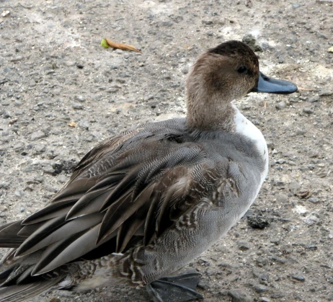 the bird is standing alone outside on the pavement