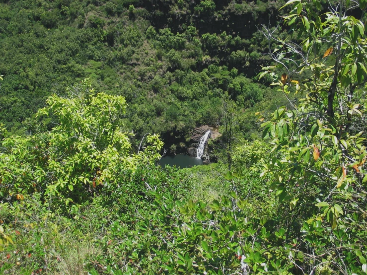 a lush green forest filled with lots of trees