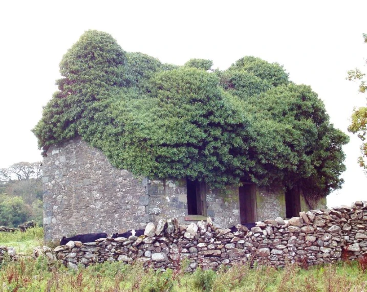 a small stone building that has a tree growing from the top of it