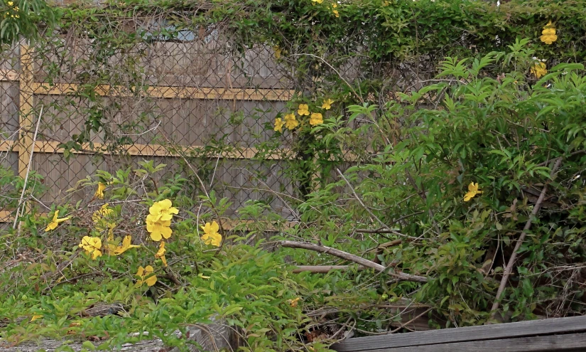 a view of a building and some weeds in the dirt