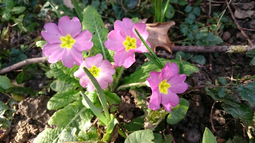 a plant that has pink flowers inside of it