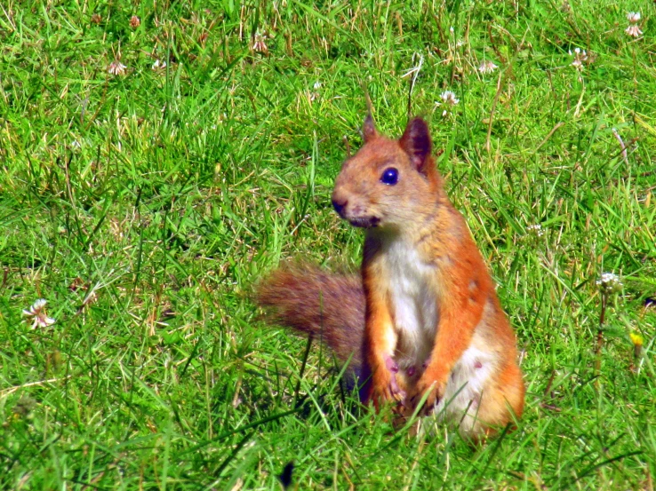 a red squirrel stands on it's hind legs in a field